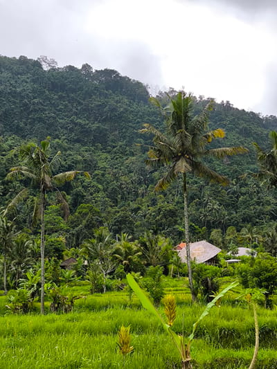 The photograph captures a landscape in Sidemen, Indonesia, characterized by dense vegetation and a cloudy sky. In the foreground, vibrant green rice paddies are visible, interspersed with banana plants. Two prominent palm trees stand amidst the rice fields, their slender trunks and broad fronds adding verticality to the scene. Partially obscured by the lush foliage, a building with a unique sloping roof is nestled in the middle ground. Beyond the rice paddies and the building, a densely forested hillside rises steeply. The overcast sky casts a muted light over the entire landscape, enhancing the verdant hues of the vegetation.