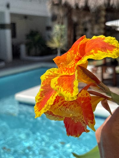 The image displays a close-up of a cluster of vibrant flowers, predominantly orange with distinct yellow variegation and speckling, resembling Canna lilies. A hand is partially visible on the lower right, holding the stems of the flowers. The background is out of focus, revealing a bright blue swimming pool with white steps or a floating object visible near its edge in the middle ground. Beyond the pool, a light-colored building with dark openings (possibly windows or doorways) is visible, flanked by tropical foliage, including slender palm trees. Further in the background, a structure with a dark, thatched roof is discernible. The scene is illuminated by natural daylight and is situated within a resort or residential environment in Panglao, Philippines.