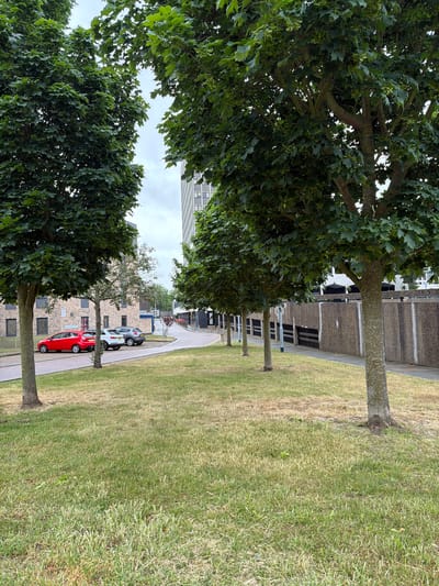 The image depicts an urban green space within Southend-on-Sea, United Kingdom, on an overcast day. In the foreground, a grassy area with a mix of green and dry, straw-colored blades covers the ground. Several mature deciduous trees with dense green foliage and visible trunks, consistent with maple trees (Acer genus) showing samaras, line the left side of the frame and extend into the midground. To the left, a paved road curves sharply left, with three parked cars: a red hatchback, a white SUV, and a dark grey SUV. Beyond the road, a two-story brick building with multiple windows and a brown wooden fence is visible. In the background, a tall, multi-story building with numerous windows rises against the cloudy sky. To the right, a row of similar trees lines a paved footpath running alongside a long, textured concrete wall structure with intermittent dark rectangular openings. No people are visible in the scene. The lighting is diffuse, indicative of an overcast sky.