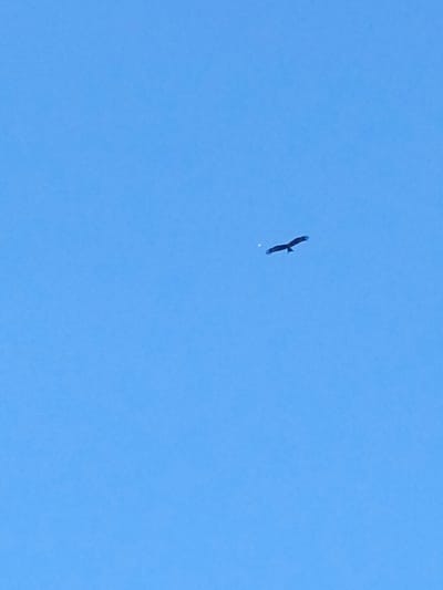 A silhouette of a bird with outstretched wings is captured in flight against a clear, bright blue sky. The bird appears to be a raptor due to its wing shape and size. A small, indistinct white object is visible to the left of the bird. The image is taken from a low angle looking up at the sky. There is no discernible evidence of Zalesovo, Russia in the provided image or its crops.
