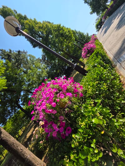 The image depicts a sunny day in a park-like setting, likely in Pyeongtaek-si, South Korea, featuring a pathway paved with gray bricks. Along the right side of the pathway, a neatly trimmed hedge of vibrant green bushes forms a border. To the left of the hedge, a cluster of bright pink petunias is prominently displayed, cascading from a planter. Further to the left, large trees with dense green foliage dominate the scene, with their branches reaching towards a clear blue sky. A dark-colored lamppost with a white, circular lamp shade is angled towards the sky, positioned in front of the trees. The ground slopes downwards from the pathway into a grassy area. A few people can be seen walking along the pathway in the distance. The overall impression is one of a well-maintained outdoor public space.
