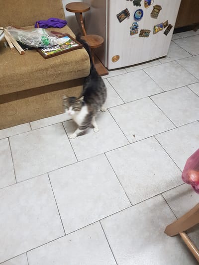 The image depicts an indoor scene, likely a residential interior, in Lomets, Bulgaria. The focus is a tabby and white cat, captured mid-motion, with its body blurred due to movement. The cat is standing on a tiled floor with light-colored square tiles. To the left of the cat, a segment of a brown textured sofa is visible, with various items placed on it, including a purple cloth, a plastic bag containing white and green coiled items, and a framed picture or artwork. Behind the sofa, a wooden stool with a circular seat is present. To the right of the scene, a portion of a white refrigerator adorned with multiple colorful magnets is visible. Further to the right, the edge of a pink plastic bag containing what appears to be produce and a wooden chair leg are visible. The overall environment suggests a somewhat cluttered domestic setting.
