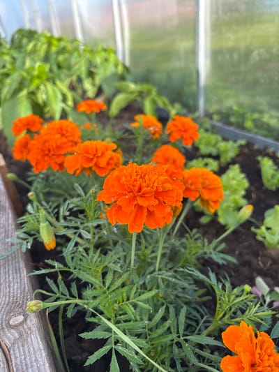The image shows a close-up view of orange marigold flowers growing in a garden bed. The flowers are in bloom, with some showing water droplets on their petals, suggesting recent watering or rain. The garden bed appears to be inside a greenhouse or similar structure, as indicated by the translucent material and framing in the background. There are also green leafy plants, possibly lettuce, growing in the same bed. A wooden border is visible on the left side of the frame. The scene is one of vibrant plant life in a controlled growing environment, potentially a small urban garden within a residential area of Конь, Russia.
