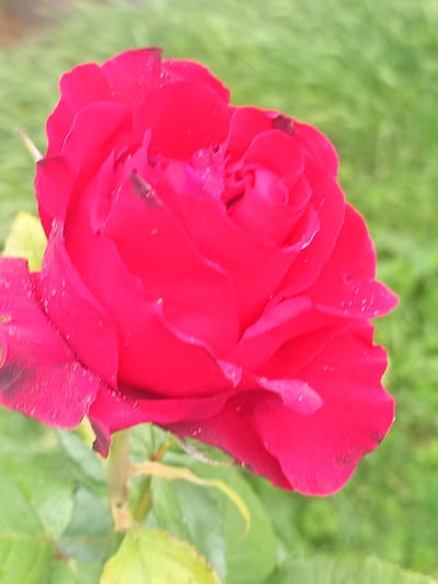 A close-up, slightly blurry photograph captures a vibrant, deep red rose in bloom. The rose petals are layered and curved, with some showing subtle darker markings, possibly from age or water spots. Dewdrops glisten on the surface of several petals. The rose is positioned to the left of the frame, its stem and some green leaves are visible at the bottom. The background is a soft-focus expanse of green grass, suggesting an outdoor setting. The photograph does not depict any individuals or specific locations within Venets, Bulgaria.