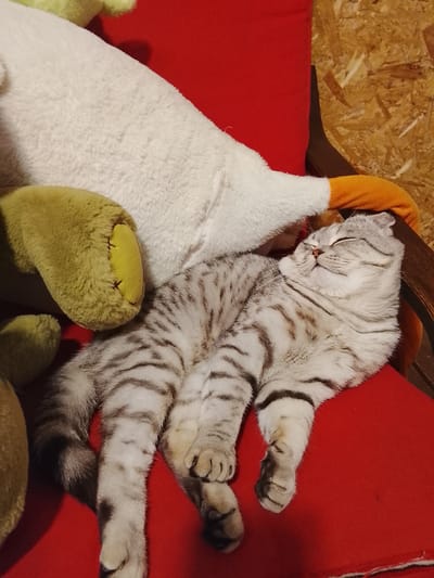 A light gray tabby cat lies asleep on a red surface, likely a cushion or upholstered chair, flanked by two plush toys. The toy on the left is green, possibly a turtle or dinosaur, with a yellow detail on its paw. The other toy is white with an orange beak, resembling a goose or swan. The background includes a wooden surface, possibly a wall or furniture panel. The location is listed as Высокиничи, Russia.
