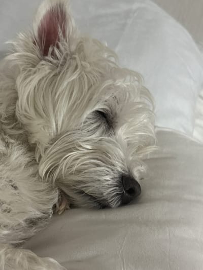A small, white, long-haired canid, consistent with a terrier breed, is depicted sleeping on a light-colored fabric surface. The animal is lying on its left side, with its eyes closed and partially obscured by its dense, shaggy white fur. The inner surface of its visible right ear (viewer's perspective) presents a pinkish tone. A black nose is visible at the tip of its furry muzzle. The background consists of plain, light-colored bedding with minor creases, and a lighter, possibly cushioned object in the upper-right quadrant. The lighting is soft and uniform, suggesting an indoor setting. No human subjects or identifying accessories on the animal are visible. The image is reported to be located in the city of Vniissok, Russia, though no specific geographical markers are discernible within the frame.