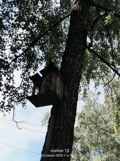 An eye-level, outdoor, medium shot captures a weathered wooden birdhouse attached to the thick, dark bark of a large tree trunk. The tree is surrounded by lush green foliage, with sunlight dappling through the leaves and illuminating the birdhouse. The sky above is a soft blue with scattered white clouds. In the lower right corner of the image, text overlays read "realme 12 23 июня 2026 г. в 11:24". The scene appears to be a park or natural area within the city of Shchyolkovo, Russia.