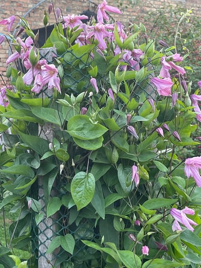 A cluster of pink clematis flowers and buds are visible, intertwined with green foliage on a wooden post and a green mesh fence. The background shows a brick wall and some green bushes. The scene is outdoors, suggesting a garden or park setting.