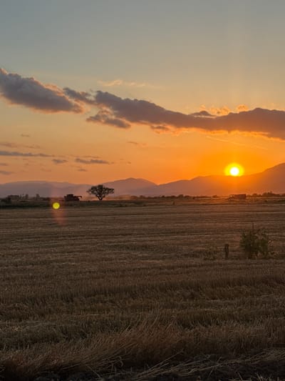 The image depicts a rural landscape at sunset. The sky is a vibrant gradient of orange and yellow, with scattered clouds. The sun, a bright orb, is low on the horizon, casting long shadows and sunbeams across the scene. In the foreground, a harvested field of straw stubble stretches out, its texture rough and uneven. In the middle ground, a lone tree stands tall against the sky, with a combine harvester positioned to its left, appearing to be in operation or recently used, as evidenced by dust plumes. Further in the distance, a series of rolling hills or mountains are silhouetted against the colorful sky. The overall atmosphere is one of quiet agricultural activity concluding at the end of the day. The location is identified as Blatets, Bulgaria.