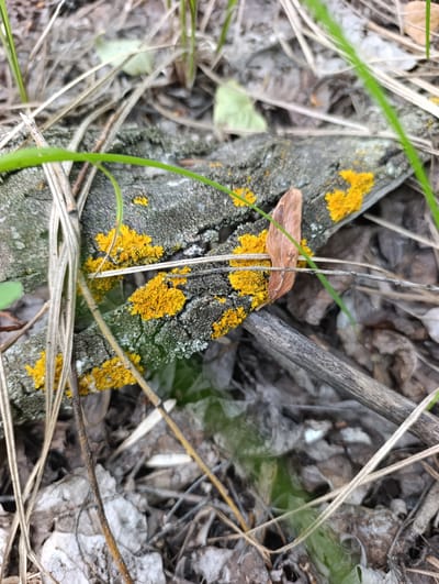 This is a close-up, ground-level photograph of a decomposing tree branch lying on the forest floor. The branch is covered in patches of bright yellow lichen and has a single, dry, brown leaf attached to its surface. Surrounding the branch are dried leaves, grass, and twigs. The lighting suggests an outdoor environment, likely during daylight hours. The image is set in Dimitrovskii, Russia.