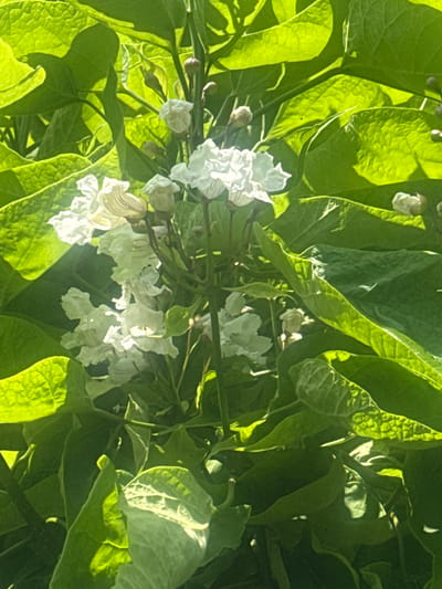 This is a close-up photograph of white flowers with a dark center, possibly a Catalpa, blooming amidst large, vibrant green leaves. The lighting suggests a sunny day, with sunlight filtering through the foliage, creating highlights and shadows. The image does not contain any people or specific city locations. The photograph appears to be taken outdoors, in a natural setting, possibly a garden or park. No discernible details indicate it is specifically in Hraniv, Ukraine.