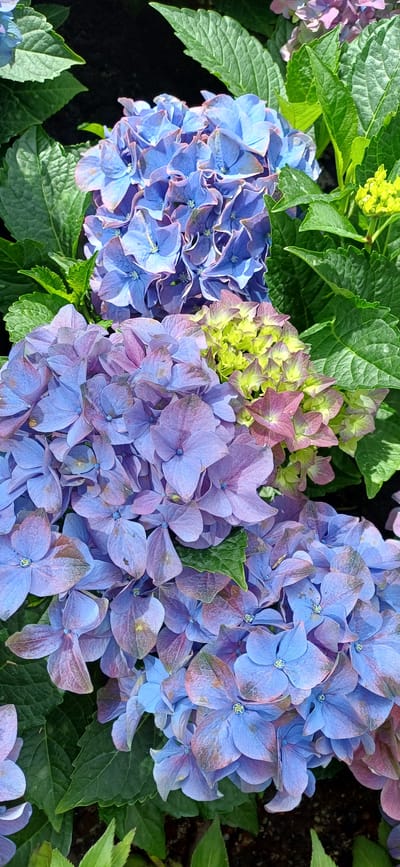 This is a close-up, eye-level, vertical photograph of hydrangeas. The flowers are in various shades of blue and purple, with some hints of green and pink. The petals are delicate and layered, forming dense clusters. Lush green leaves surround the blooms, and the dark soil is visible in some areas at the bottom of the frame. The lighting suggests an outdoor setting, possibly a garden or park. There are no people or specific landmarks indicating a location in Map Ta Phut, Thailand.