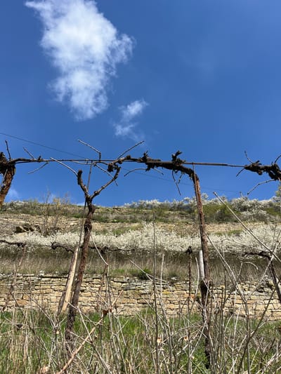 The image depicts a vineyard in Odernheim am Glan, Germany, in the early spring. The sky is clear blue with a few white clouds. The vines are dormant, showing their bare branches supported by metal wires and posts. In the background, a stone wall supports the terraced vineyard. A line of flowering trees or bushes with white blossoms runs along the top of the wall and continues intermittently down its length. Some bare, thin branches are also visible near the wall, likely from other vegetation. The overall impression is of a vineyard awakening in spring.