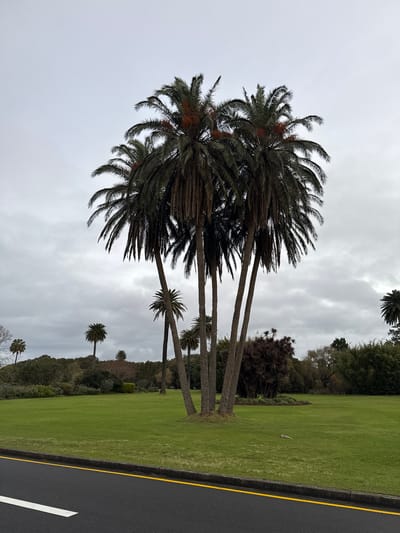 The image depicts a group of tall palm trees standing in a lush, green park under a cloudy sky. The foreground features a section of asphalt road with white and yellow line markings. In the middle ground, a manicured lawn stretches out, with several other palm trees of varying heights scattered across it. A cluster of darker, shrub-like plants is visible to the right of the main group of palm trees. The background is filled with a dense line of trees and foliage, suggesting a park or garden setting. The sky is overcast, with a soft, diffused light. The overall scene conveys a sense of tranquility and natural beauty, with the imposing palm trees dominating the landscape.