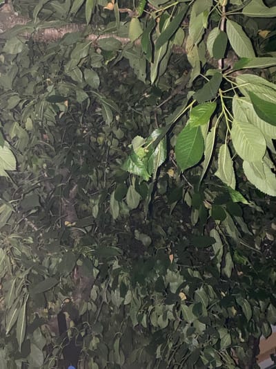 This is an exterior medium shot of dense foliage, primarily leaves, with a visible tree trunk and branches. The lighting suggests it is either nighttime or a very shaded area, with some artificial light present in the bottom right, illuminating a small portion of a wall or structure. The leaves are various shades of green, some appearing to have yellowed or brown tinges, indicating potential seasonal changes or slight decay. The overall impression is of an overgrown natural area within an urban environment. Based on the provided location of Zastavna, Ukraine, this image likely depicts a section of a park, a backyard, or a street lined with trees in the city. There are no people or overt human activity visible in the frame.