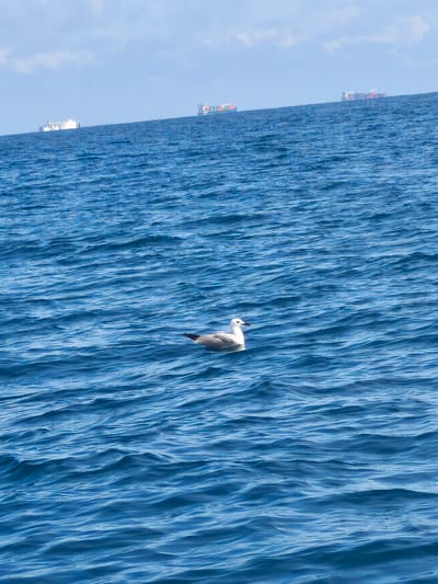 The image depicts a marine scene, likely off the coast near Sueca, Spain, featuring a large expanse of choppy blue water under a pale blue sky. In the mid-ground, a single white and grey seagull floats on the water, positioned slightly to the left of the central vertical axis. Its head faces left, revealing a dark-tipped beak. Along the distant horizon, three large cargo ships are visible, appearing as dark shapes against the lighter sky. The ship on the far left shows white superstructures, while the two ships on the right exhibit visible cargo containers stacked on their decks. The sky contains sparse, diffused white clouds, primarily in the upper left quadrant. The water's surface is characterized by numerous small waves, creating variations in texture and light reflection across the frame.