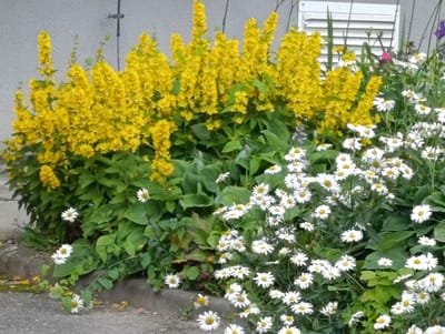 In Orsha, Belarus, a vibrant garden bed features a dense cluster of tall, bright yellow flowers, likely Lysimachia punctata, blooming profusely along the left and center of the frame. These spiky blooms rise from lush green foliage. Interspersed and to the right of the yellow flowers are numerous white daisy-like flowers, possibly Bellis perennis, with yellow centers, creating a striking contrast. The garden is bordered by a concrete curb along the bottom, with scattered fallen yellow petals visible on the grey pavement. In the background, a textured grey wall is visible, with a portion of white slatted window shutters to the upper right. The scene is static, depicting a well-maintained garden in an urban setting. There are no people or animals present.