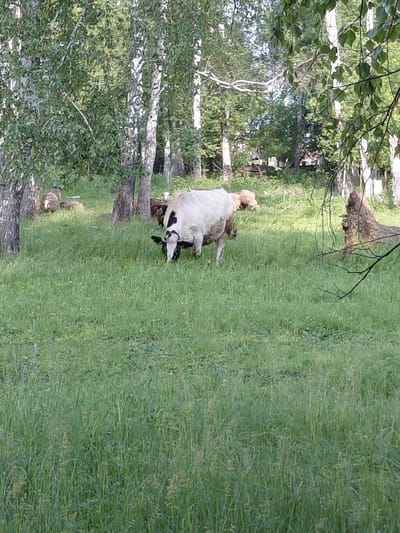 A cow lies on its side in a grassy field next to a line of birch trees. The cow is mostly white with black markings on its face and legs. Its legs are splayed out, and it appears to be resting. The grass is tall and green, with a few small yellow flowers scattered throughout. In the background, the birch trees have white bark and green leaves. A fallen log or tree trunk is visible in the middle ground, to the left of the cow. The scene appears to be rural and natural. The lighting suggests it is daytime, and the greenery indicates warm weather. There is no visible text.