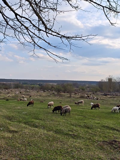 The image shows a pastoral scene in Khrinivka, Ukraine. A large flock of sheep grazes on a green field that slopes upward into a line of trees in the background. The sky is cloudy with patches of blue. In the upper left of the frame, bare tree branches reach into the sky. An old water tower is slightly visible, situated among the trees. The sheep are of various colors including white, brown, and black. They are scattered across the field, some grazing and others resting. The grass is predominantly green with patches of brown, indicating early spring.