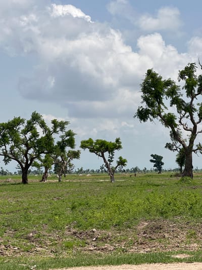 The image depicts a vast, sun-drenched landscape in Garin Dogo, Nigeria. The scene is dominated by a row of large, mature trees with expansive, gnarled branches, their green foliage reaching towards a bright sky filled with fluffy white clouds. The trees are scattered across a landscape of green grass and partially tilled soil. In the distance, more trees and a few scattered animals, possibly livestock, can be seen. The overall impression is one of a rural, open area, likely a field or savanna, under a clear, sunny sky, suggesting it is daytime. The light suggests midday or early afternoon. The image is oriented vertically, with the sky occupying the upper left portion and the ground stretching across the right and lower portions. There is no visible text in the image.