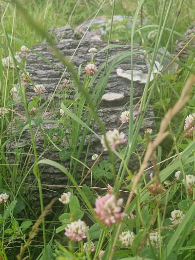 The image is a close-up, eye-level, medium shot of a fallen tree trunk in a grassy area, likely located in the city of Jenči, Latvia. The trunk is weathered and appears to be covered in some lichen or moss. Surrounding the trunk is lush green grass, with several clusters of small, pink and white clover flowers in bloom. Some blades of grass are in the foreground, slightly obscuring the view of the trunk and flowers. The background is out of focus, showing more greenery and suggesting an outdoor, natural environment. There are no people or animals visible in the image.