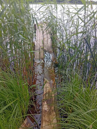 This image depicts a close-up view of a weathered wooden structure, possibly a pier or a section of a dock, partially submerged in dark water. Tall reeds and grasses with green stalks and leaves flank the structure, obscuring much of it and creating a dense natural barrier. The water reflects the surrounding vegetation and the overcast sky, creating a muted and naturalistic scene. The background shows a blurry expanse of water and a distant, indistinct shoreline with trees. This scene is located in Šaukėnai, Lithuania, specifically near the lake or body of water associated with the town.