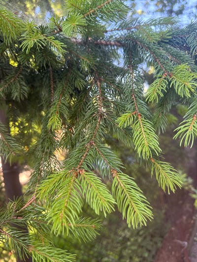 The image displays a close-up view of lush green pine branches, with some lighter green new growth visible. The needles are densely packed and appear sharp. In the background, the soft focus suggests an outdoor setting with dappled sunlight filtering through foliage, creating bokeh effects. The overall impression is one of natural, verdant growth. The context provided indicates this scene is located in Belashtitsa, Bulgaria.