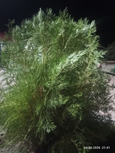 The image shows a close-up of a dense evergreen tree, possibly a juniper or cypress, at night. The branches are a vibrant green and appear feathery and layered. The background is dark, suggesting it is nighttime, with some faint light sources visible. A timestamp in the lower right corner reads "24.06.2026 21:41", indicating the date and time the photograph was taken. The scene is likely outdoors in an urban or suburban setting, given the presence of what appear to be building structures or fences in the dimly lit background. There are no people or animals visible in the image.