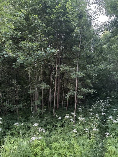 The image depicts a dense cluster of tall, slender trees with lush green foliage, likely a section of a forest or wooded area. The trees are tightly packed, with thin, vertical trunks dominating the mid-ground and background. The lower portion of the scene is filled with a profusion of green undergrowth, including tall grasses and clusters of small white flowers. The lighting suggests it is daytime, possibly late afternoon or early evening, as the light filtering through the leaves creates a dappled effect. There are no visible people or animals in the frame. The overall impression is a natural, overgrown landscape. The image is stated to be taken in the city of Kuvshinovo, Russia.