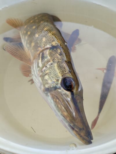 A close-up, overhead shot shows a Northern pike fish in a shallow, off-white container of water. The fish is positioned diagonally from the upper left to the lower right of the frame. Its scales are a mottled pattern of green, brown, and yellow, with dark spots along its body. The fish's prominent eye, a dark, glossy orb, is clearly visible. Another, smaller fish is partially submerged in the water to the right of the pike, its tail fin visible in the lower right corner of the frame. The container's rim is visible at the bottom of the image. The water is slightly murky. The setting is likely a rural area, possibly near the village of Маласітнянскі сельскі Савет in Belarus, given the presence of freshwater fish.