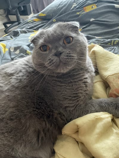 A close-up, eye-level shot captures a grey Scottish Fold cat lying on a bed. The cat's head is tilted slightly, and its large, orange eyes are looking directly at the camera. Its ears are folded forward, a characteristic of the breed. The cat's fur appears soft and dense. The background consists of a grey bedsheet with a repeating pattern of yellow cartoon figures, possibly Spongebob Squarepants. A wrinkled, light yellow fabric, possibly a blanket or pillowcase, is draped over the bed in the foreground, partially obscuring the cat's body. The lighting is soft, suggesting an indoor setting, possibly during the day. The overall impression is of a comfortable, relaxed domestic scene. There is no identifiable location in the city of Kamyshlov, Russia within the image.