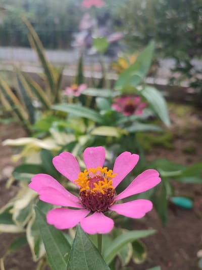The image is a close-up, slightly angled shot of a pink zinnia flower in bloom. The flower has bright pink petals that are slightly curled and a prominent center with yellow stamens and a dark reddish-brown pistil. The background is softly blurred, showing other foliage, including variegated leaves and hints of other pink flowers. The overall impression is of a garden setting. The image does not contain any explicit information about the location being the city of Blangriek, Indonesia, nor does it depict any people, specific actions, or interactions. The environment appears to be outdoors, likely a garden, with natural lighting.