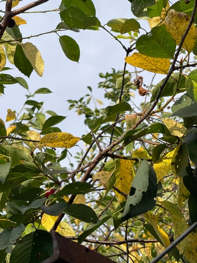 The image captures a close-up view of a tree branch with leaves against a pale sky, likely in an outdoor setting. Several leaves are visible, transitioning from green to yellow, with some showing spotting and damage, suggesting the onset of autumn or a natural aging process. A single, small, dark red cherry-like fruit is attached to one of the branches, partially obscured by leaves. The branches are slender and brown, with smaller twigs branching off. The background is mostly out of focus, showing a hazy sky. In the lower portion of the image, a rusty, corrugated metal edge is visible, suggesting a man-made structure or barrier adjacent to the tree. There are no people or animals prominently featured in the scene. The overall impression is one of nature's autumnal change observed in a likely urban or semi-urban environment. The location is not discernible from the image itself.