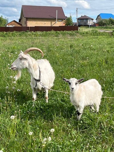 Two goats graze in a grassy field speckled with dandelions in Ludorvay, Russia. One goat, a mature male with large curved horns and a harness, stands towards the bottom of the frame. The other, a smaller goat, lies in the grass at the top of the frame. A thin rope connects the two. In the background, several houses, a brown metal fence, and a cloudy sky are visible.