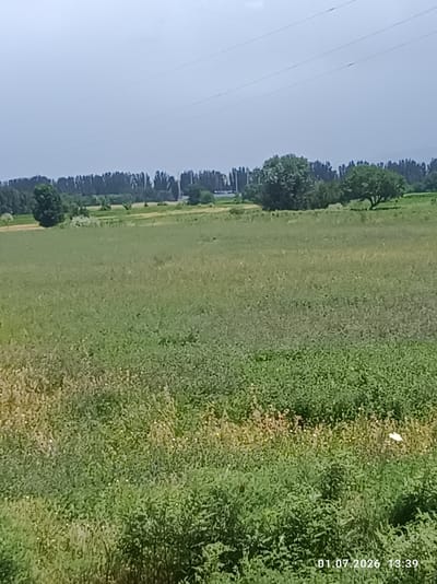 The image depicts a wide, green field with tall trees in the background. The sky is a pale blue, and there are visible power lines stretching across the upper portion of the frame. The field appears to be covered in grass and various smaller plants, some of which are yellowish-brown, suggesting patches of dry vegetation or flowering plants. In the distance, a line of densely packed trees forms a natural border, and beyond that, what appears to be a distant landscape or hills is visible. The overall scene suggests an outdoor, natural setting.
There are no people or specific objects readily apparent, other than the natural elements and the power lines. The activity, if any, is not discernible, implying a still or uneventful moment in time. The time of day is indicated by the timestamp "01.07.2026 13:39", suggesting it is early afternoon. The weather appears to be clear or partly cloudy. The location context provided is Chüy, Kyrgyzstan.
Notable details include the texture of the field, the silhouettes of the trees against the sky, and the presence of the power lines, which introduce a man-made element into the natural landscape. The timestamp suggests a future date, which is unusual but factual information from the image metadata.
