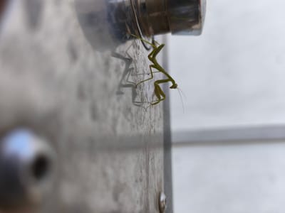 A macro photograph captures a small, green praying mantis clinging to a textured, metallic surface. The mantis is positioned vertically, with its head pointed downwards and its forelegs extended, appearing to be in a hunting stance. Its body is slender, and its antennae are visible. The metallic surface exhibits a weathered appearance with subtle water droplets or marks. Above the mantis, a portion of a chrome-colored object, possibly a pipe fitting or a part of a fixture, is visible, reflecting light. The background is softly blurred, suggesting an outdoor or semi-outdoor environment with horizontal lines indicating a fence or structure. The lighting suggests it is daytime. The image was taken at an unknown location in Alcàsser, Spain.