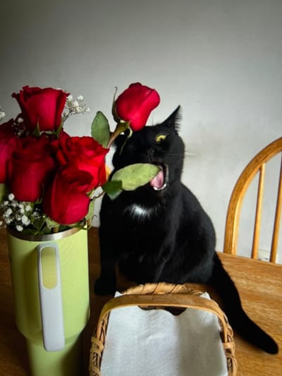 A black cat with white chest fur sits atop a wooden chair next to a woven basket with white napkins. The cat bites a red rose stem from a green vase filled with several other red roses and white baby's breath. The cat bares its fangs with its ears back.