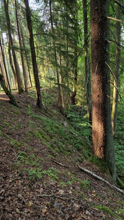 The image depicts a sunlit forest scene in Sigulda, Latvia. The forest floor is covered with fallen leaves, moss, and small green plants, indicating a natural and somewhat untamed environment. Several tall coniferous trees, with rough bark, dominate the scene, their branches reaching towards the sky. Sunlight filters through the dense foliage, creating dappled light and shadows on the ground and tree trunks, giving the forest a vibrant and alive appearance. The terrain appears to be a gentle slope, with fallen branches and debris scattered across it. No people or animals are visible in the image. The overall atmosphere is peaceful and serene, characteristic of a forest in a natural state.