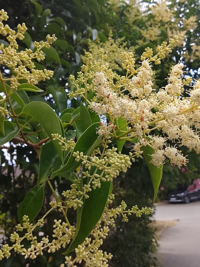 This is a close-up, eye-level, vertical shot of a flowering tree branch with small, pale yellow to white blossoms and immature buds. The foliage is lush and dark green. In the background, out of focus, a blurred street with a black car is visible, suggesting an urban or suburban setting. The image does not contain any people. The location within the city of Oryol-Izumrud, Russia is not discernible from the visual information provided.