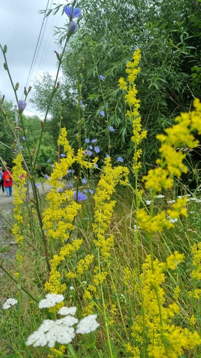 In Vyshka, Ukraine, a narrow path runs beside a dense thicket of green foliage. Tall stalks of yellow wildflowers dominate the foreground, their delicate blooms creating a vibrant display against the backdrop of lush vegetation. A few blue wildflowers, possibly chicory, are interspersed among the yellow ones, adding a touch of contrasting color. In the background, two people walk along the path, their figures blurred by the distance. A cloudy sky hangs overhead, casting a soft light on the scene. The overall impression is one of natural beauty and tranquility, with the wildflowers adding a cheerful touch to the landscape.