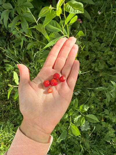 A person's open, left hand is held in the foreground, palm up. Six small, red wild strawberries are clustered in the center of the palm. The hand is positioned over a dense, green background of foliage, suggesting an outdoor environment. The image captures a moment of collecting wild berries in a natural setting. The location is identified as Satino-Russkoe, Russia.