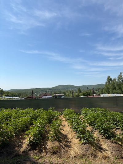 In the foreground, rows of potato plants, some bearing small purple flowers, are mulched with straw. A corrugated metal fence runs horizontally across the mid-ground, separating the garden from a rural landscape. Beyond the fence, houses and greenhouses are visible amidst a densely forested hillside. The sky is a clear blue with wispy white clouds. The scene depicts a garden in a rural area, likely on the outskirts of Amursk, Russia, on a sunny day.