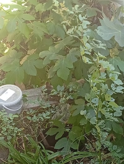 The image depicts an outdoor scene with lush green foliage and a plastic bucket. The foliage consists of large-leafed plants, possibly fig trees, interspersed with smaller leafy plants and grass. The leaves show signs of damage, with holes and chewed edges, suggesting insect activity. A grey plastic bucket with a white lid and a handle is positioned on the left side of the frame, resting on what appears to be a wooden plank. The ground is covered with dry leaves and soil. The overall impression is of a garden or overgrown natural area. The lighting suggests it is daytime, with sunlight filtering through the leaves. There are no people or animals visible in the image. The location is identified as Rustavi, Georgia.