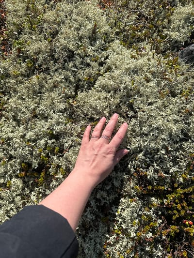 A hand is positioned on top of a lichen-covered area, likely in a natural setting in Kandalaksha, Russia. The hand wears at least two rings. The area is densely covered with light-colored lichen interspersed with some green plants. The person is wearing black clothing.