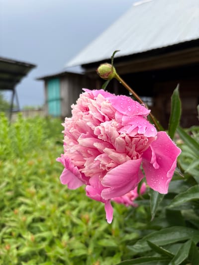 A close-up, side-view, eye-level shot features a fully bloomed pink peony flower adorned with numerous water droplets. To the left and behind the flower, a dense, out-of-focus green bush fills the mid-ground. In the background, a rustic, weathered wooden building with a corrugated metal roof and a turquoise door is visible. The sky is overcast and gray. The image depicts a scene in Yayva, Russia.