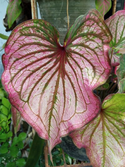 A close-up shot depicts the intricate details of Caladium leaves, showcasing a vibrant palette of pink, green, and dark red hues. The leaves, positioned at various angles, reveal their complex veining patterns, creating a textured effect. Some leaves exhibit a pronounced heart shape, while others are partially visible, contributing to the composition's depth. The location is assumed to be Palohigeuh, Indonesia, although no contextual elements within the image provide definitive confirmation. The background is indistinct, but suggests an outdoor setting.