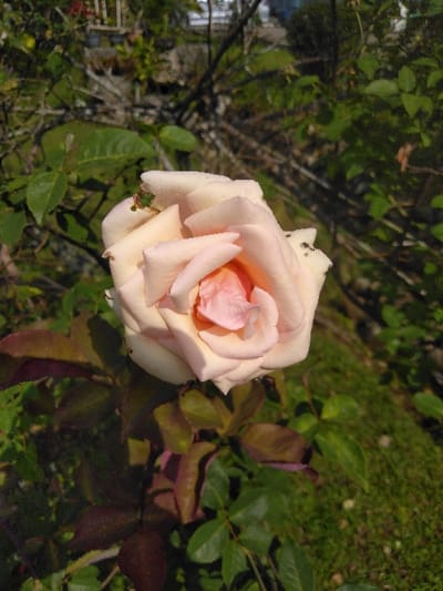 A single, light pink to cream-colored rose bloom is centrally positioned in an outdoor garden setting in the city of Eghezée, Belgium. The rose displays tightly furled petals with a deeper pink core transitioning to lighter cream at its outer edges. Small water droplets are evident on several petals, along with minor dark specks on the upper right petal. The bloom is surrounded by its own foliage, comprising both mature green leaves and newer, reddish-brown leaves. The background consists of blurred green vegetation, dark woody branches, and an indistinct light-colored structure in the upper left, suggesting a cultivated area under bright natural sunlight. No individuals, specific actions, or interactions are depicted.