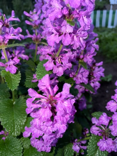 This close-up, low-angle shot captures a cluster of vibrant purple flowers, possibly Ajuga reptans (Bugleweed), with visible water droplets on their petals, suggesting recent rain or dew. The flowers are arranged in dense spikes, with many individual blossoms open and some still in bud. Their petals are delicate and somewhat ruffled, with a lighter hue towards their centers. Interspersed among the flowers are lush, green leaves with serrated edges. The background is softly blurred, showing more foliage and a hint of a striped fence or structure, which is out of focus. The lighting suggests it may be daytime, perhaps overcast or in shade, given the even illumination and absence of harsh shadows. The scene is one of natural beauty, with the focus squarely on the intricate details of the blooming plants. The context provided places this image in Shemodan, Russia, painting a picture of a garden or natural area in that location. No people or text are visible.