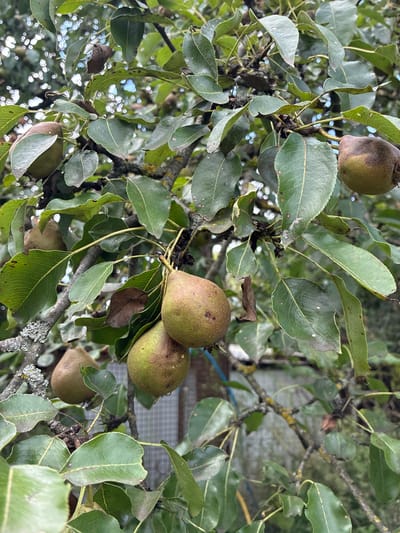 The image shows a close-up of a pear tree with several pears on its branches, set against a backdrop of green leaves and a blurred background that suggests an outdoor setting, possibly a garden or orchard. The pears vary in ripeness, with some appearing green and others showing hints of brown. The branches are bare in places, with visible moss and lichen, indicating the age of the tree. The overall impression is one of natural growth and fruitfulness. The image does not contain any people or any specific identifiable urban features that would allow for a precise location within Chernoyarskaya, Russia.