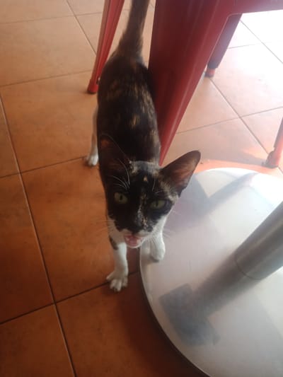A calico cat with green eyes and an open mouth stands on an orange tiled floor. The cat is near the leg of a red chair and a shiny metal object, possibly a table base. The scene is indoors, likely in Cijantra, Indonesia, as indicated by the context. The lighting suggests it is daytime, with sunlight entering from the right side of the frame.